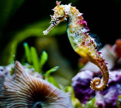 rainbow-colored-seahorse